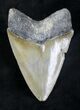 Large, Serrated, Bone Valley Megalodon Tooth #20675-2
